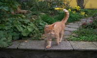 Gerry, der Hofkater