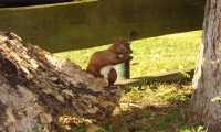 Das Eichhrnchen in unserem Garten  hat in diesem Jahr 2 Kinder bekommen