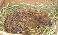 Wieder haben wir einen Igel durch den Winter gebracht. Dieser heit Franz - Ingo.
