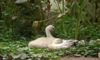 Schwanenkind und Entenkind kuscheln